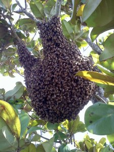 bees1